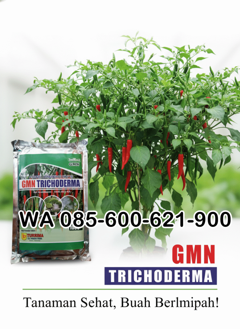 TERBATAS.085-600-621-900, Pabrik trichoderma untuk sawit Tulang Bawang, Pusat trichoderma untuk hidroponik Mesuji, Jual trichoderma