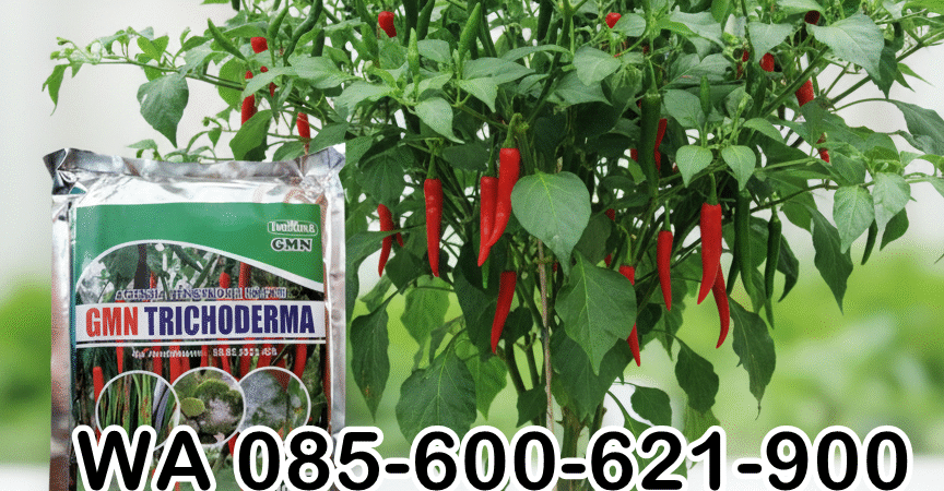 TERBATAS.085-600-621-900, Pabrik trichoderma untuk sawit Tulang Bawang, Pusat trichoderma untuk hidroponik Mesuji, Jual trichoderma