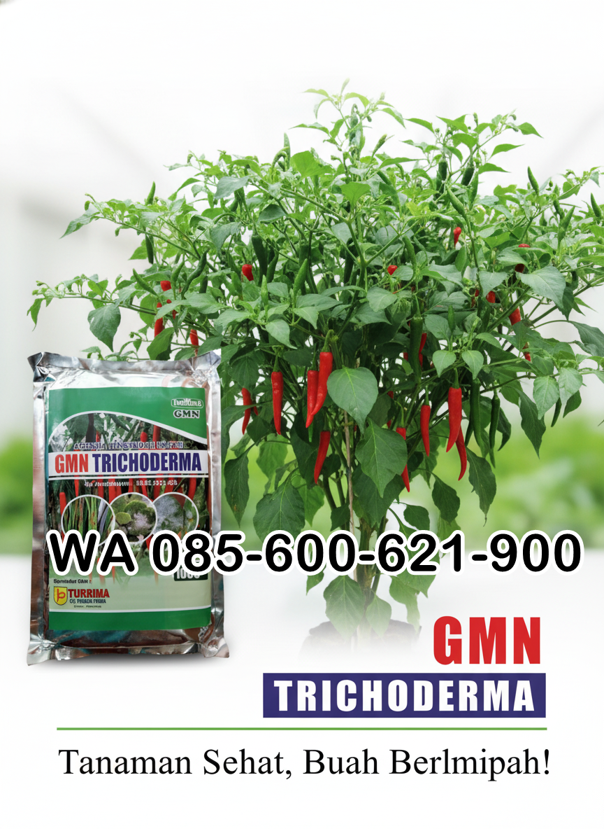 TERBATAS.085-600-621-900, Pabrik trichoderma untuk sawit Tulang Bawang, Pusat trichoderma untuk hidroponik Mesuji, Jual trichoderma