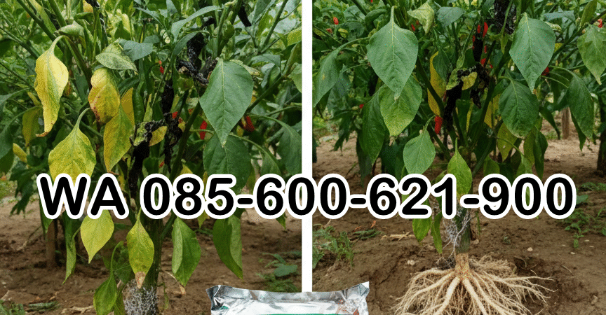 SUBUR.085-600-621-900, Pusat obat busuk akar pada tanaman padi Ponorogo, Jual obat busuk akar bawang merah Bengkalis