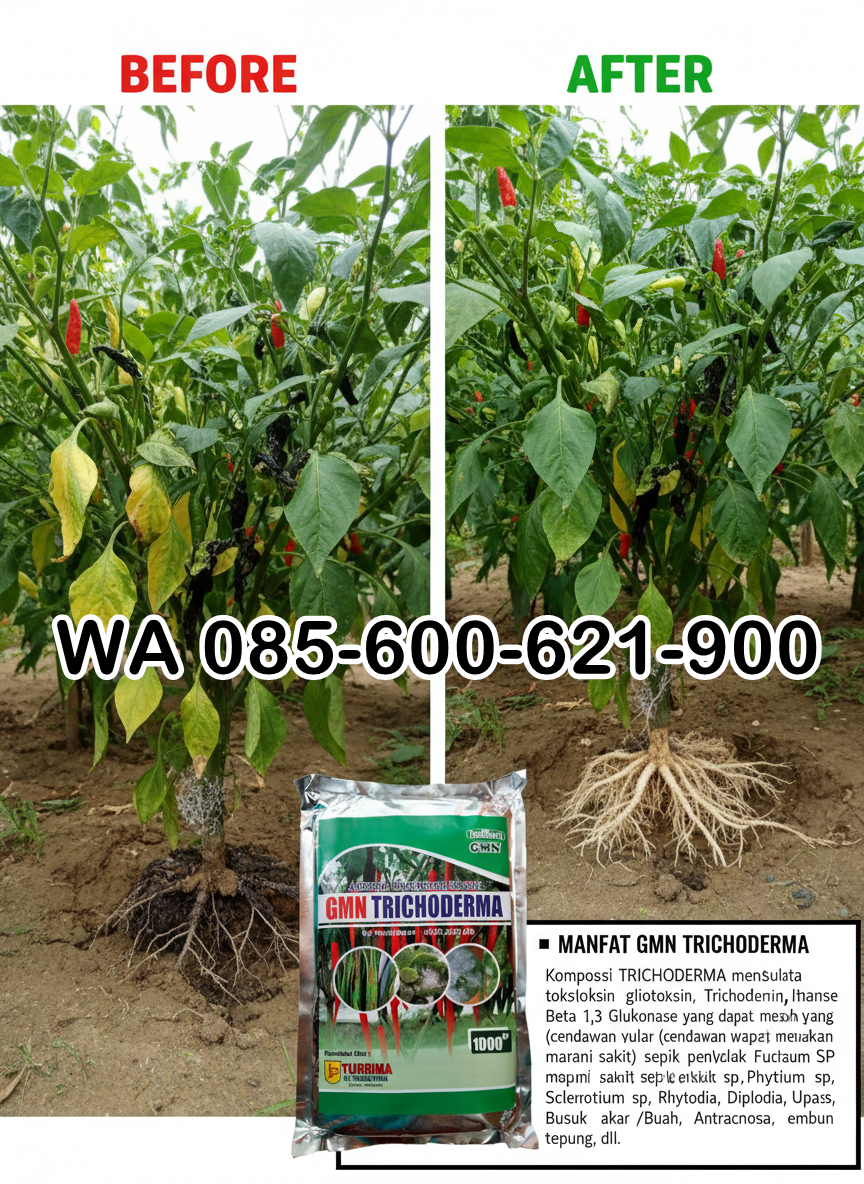 SUBUR.085-600-621-900, Pusat obat busuk akar pada tanaman padi Ponorogo, Jual obat busuk akar bawang merah Bengkalis