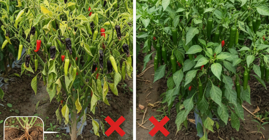 ASLI.085-600-621-900, Pusat obat busuk akar pada tanaman padi Sukabumi, Jual obat busuk akar bawang merah Bogor,