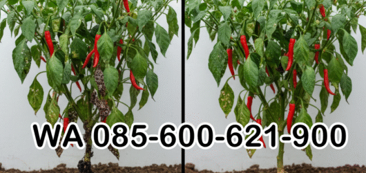 ONLINE.085-600-621-900, Pusat trichoderma untuk hidroponik Mesuji, Jual trichoderma untuk pepaya Tulang Bawang Barat, Harga trichoderma untuk kompos Pesawaran, Distr