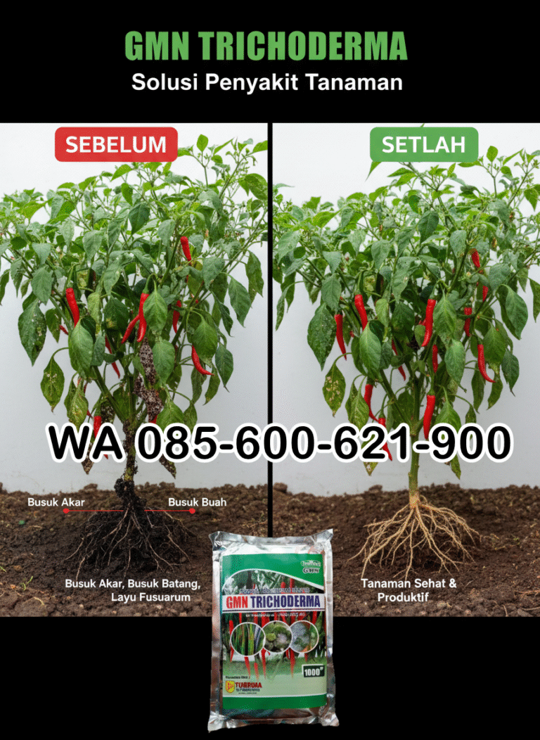 ONLINE.085-600-621-900, Pusat trichoderma untuk hidroponik Mesuji, Jual trichoderma untuk pepaya Tulang Bawang Barat, Harga trichoderma untuk kompos Pesawaran, Distr