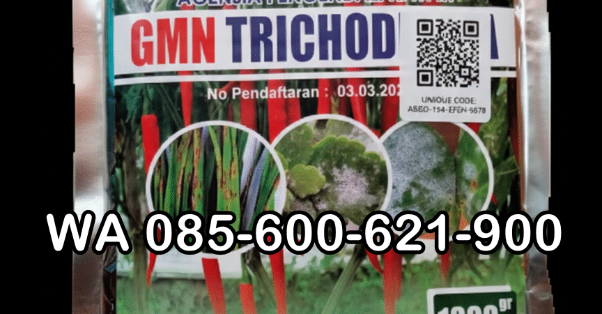 TERBATAS.085-600-621-900, Harga trichoderma untuk cabe Pelalawan, Distributor trichoderma untuk bawang merah Siak, Agen trichoderma untuk padi Indragiri Hilir,