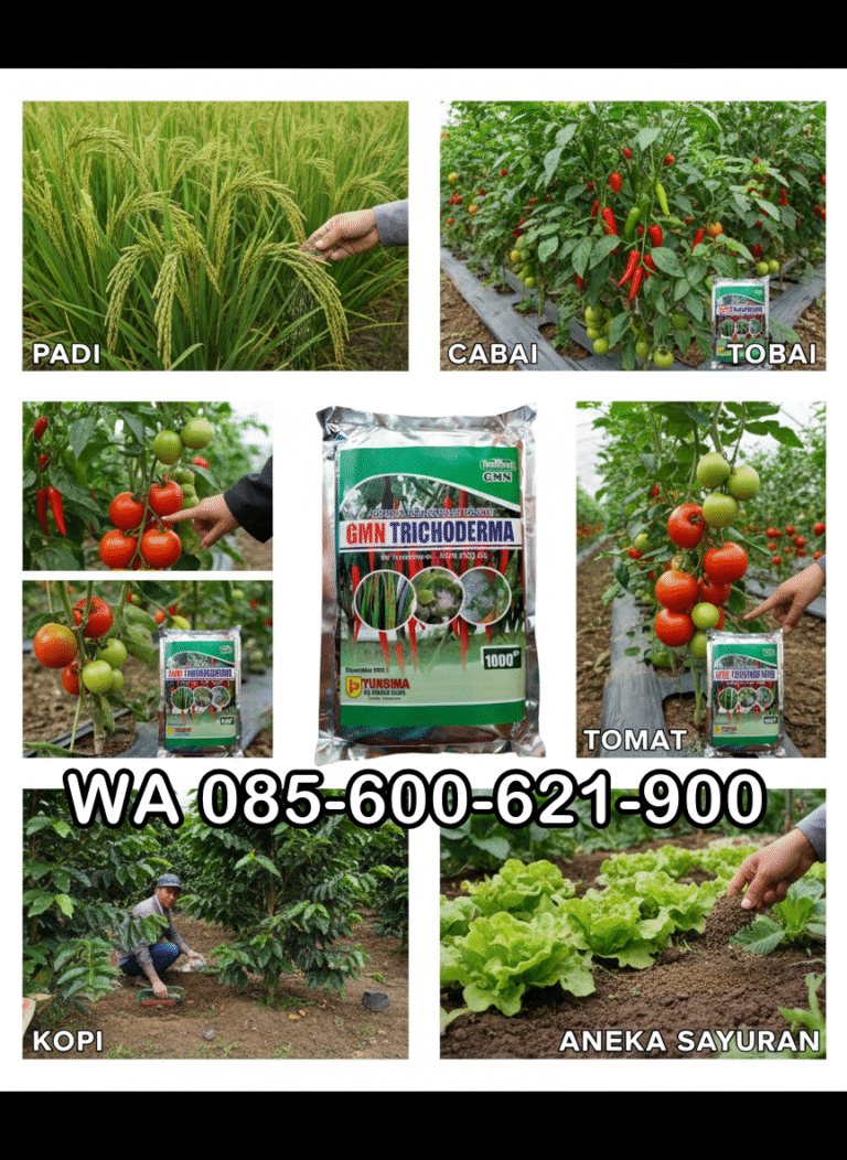 TERLARIS.085-600-621-900, Jual trichoderma untuk pepaya Bengkalis, Harga trichoderma untuk kompos Kuantan Singingi, Distributor trichoderma untuk antraknosa Riau