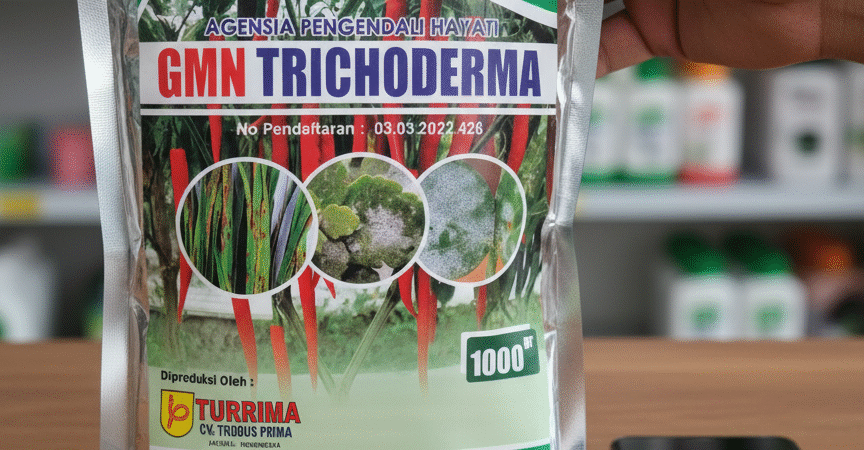 085-600-621-900, Pusat trichoderma untuk hidroponik Bandung Barat, jual trichoderma untuk layu fusarium, harga tricoderma untuk cabe