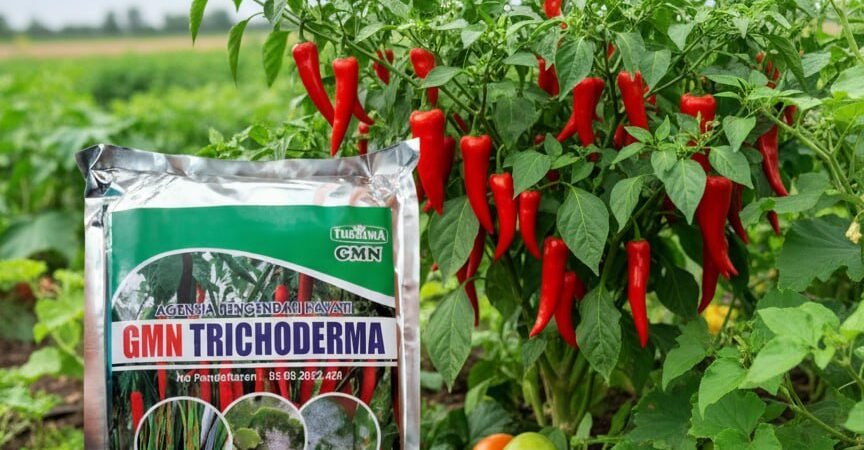 TERBAIK!!! TELP! 0813-2747-3262, AGEN Pupuk trico Pati, DISTRIBUTOR Pupuk GMN Trichoderma Kebumen, PRODUSEN Pupuk hayati Trichoderma Cilacap