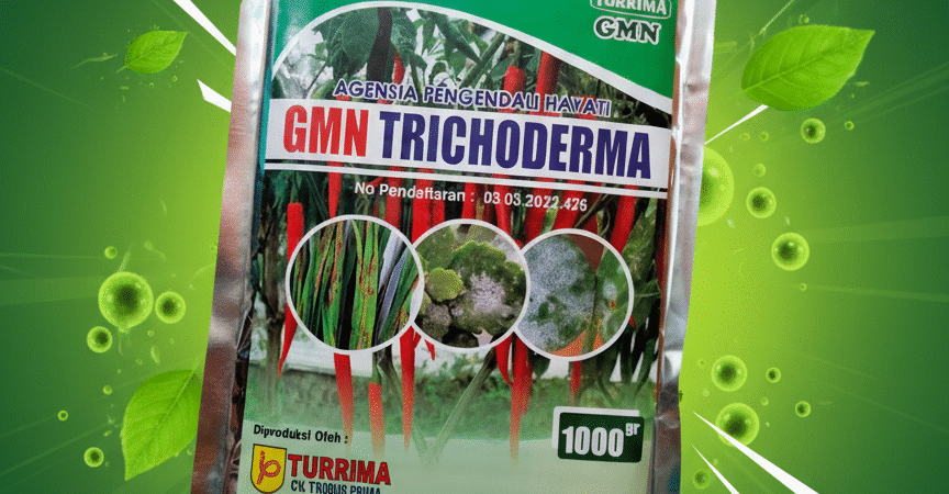 PROMO AMBYAR!!! TELP! 0813-2747-3262, AGEN Pupuk dasar Trichoderma Jember, DISTRIBUTOR Pupuk Trichoderma fungisida Sidoarjo, PRODUSEN Pupuk trico Banyuwangi