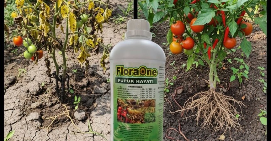 TERBAIK!!! TELP! 0812-2882-4834, AGEN Pupuk cair lengkap Luwu, DISTRIBUTOR Pupuk cair padi Takalar, PRODUSEN Pupuk anti layu Makassar