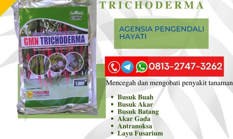 SEDANG DISKON!!! TELP! 0813-2747-3262, AGEN Pupuk Trichoderma fungisida Tabanan, DISTRIBUTOR Pupuk trico Jembrana, PRODUSEN Pupuk GMN Trichoderma Bangli