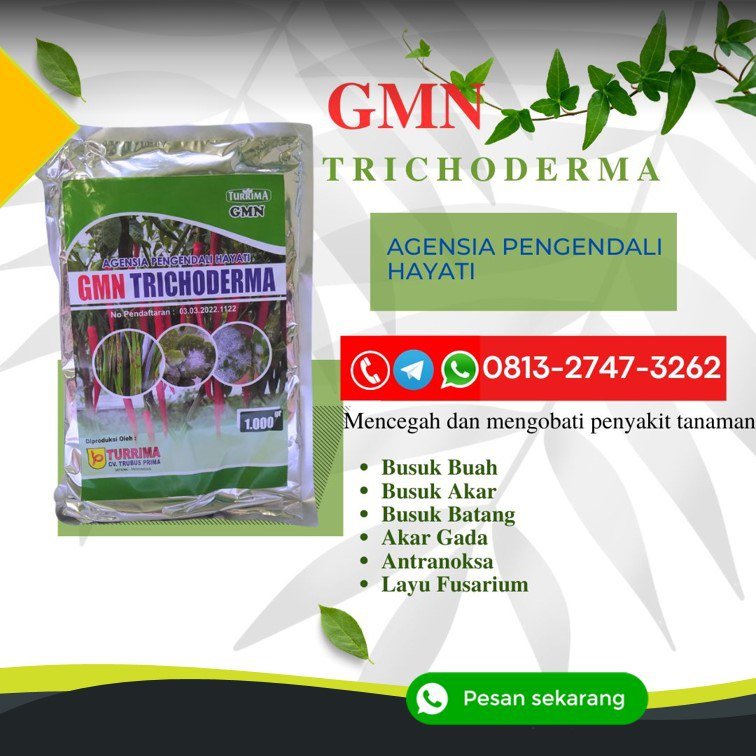 SEDANG DISKON!!! TELP! 0813-2747-3262, AGEN Pupuk Trichoderma fungisida Tabanan, DISTRIBUTOR Pupuk trico Jembrana, PRODUSEN Pupuk GMN Trichoderma Bangli