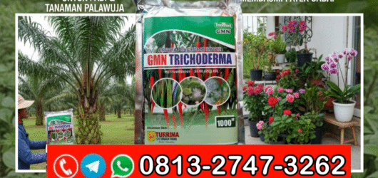 AMPUH!!! TELP! 0813-2747-3262, AGEN Trichoderma hayati Lamongan, DISTRIBUTOR Trichoderma 1 kg Pacitan, PRODUSEN Pupuk Trichoderma Kota Surabaya