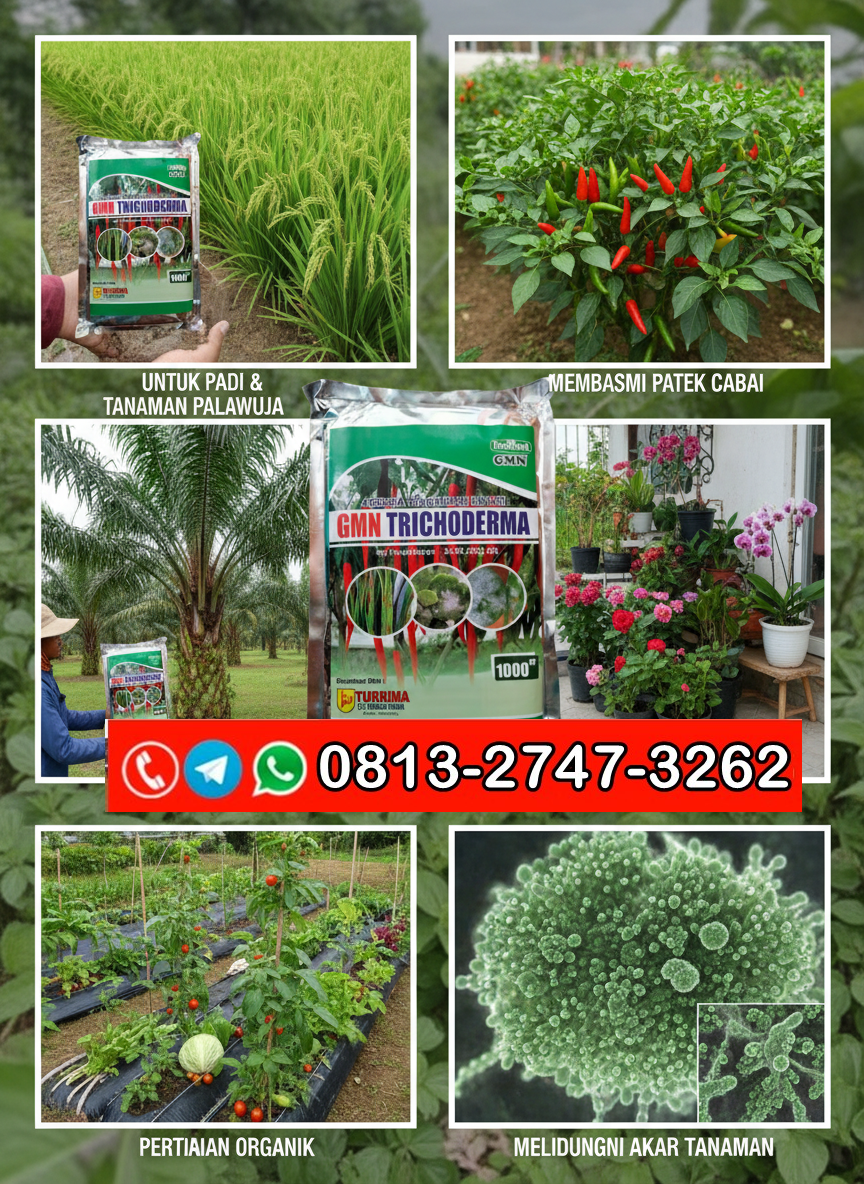AMPUH!!! TELP! 0813-2747-3262, AGEN Trichoderma hayati Lamongan, DISTRIBUTOR Trichoderma 1 kg Pacitan, PRODUSEN Pupuk Trichoderma Kota Surabaya