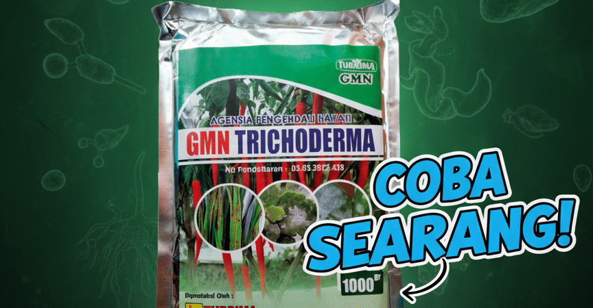 ORGANIK.085-600-621-900, Agen trichoderma untuk anggur Jambi, Jual trichoderma untuk layu fusarium Muaro Jambi, Harga trichoderma untuk cabe Batanghari,