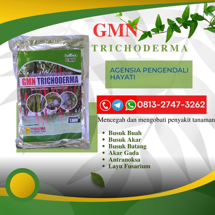 ORGANIK!!! TELP! 0813-2747-3262, DISTRIBUTOR Pupuk trico Jembrana, PRODUSEN Pupuk GMN Trichoderma Bangli, TOKO Pupuk hayati Trichoderma Klungkung