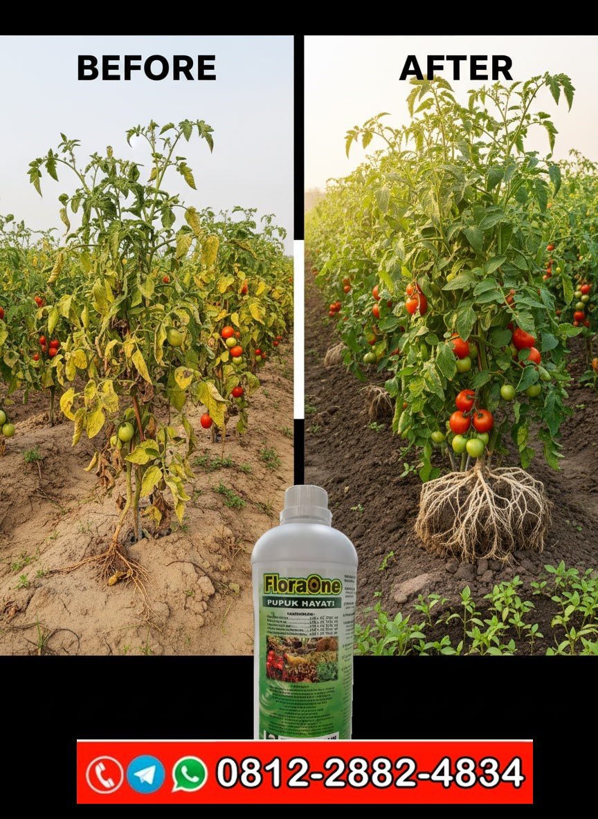 TERPERCAYA!!! TELP! 0812-2882-4834, DISTRIBUTOR Pupuk cair padi Takalar, PRODUSEN Pupuk anti layu Makassar, TOKO Pupuk anti layu bakteri Bone