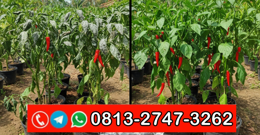 TERBUKTI!!! TELP! 0813-2747-3262, DISTRIBUTOR Pupuk Trichoderma fungisida Sidoarjo, PRODUSEN Pupuk trico Banyuwangi, TOKO Pupuk GMN Trichoderma Kediri