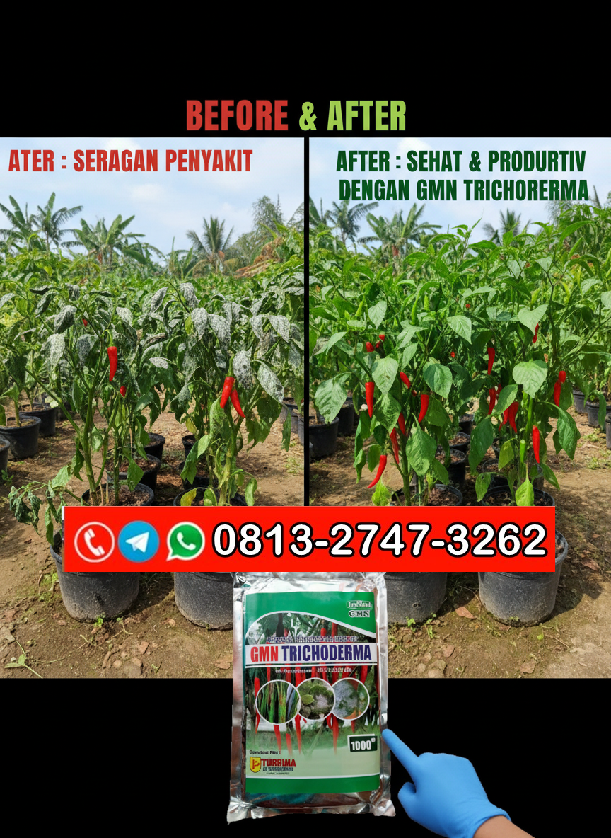 TERBUKTI!!! TELP! 0813-2747-3262, DISTRIBUTOR Pupuk Trichoderma fungisida Sidoarjo, PRODUSEN Pupuk trico Banyuwangi, TOKO Pupuk GMN Trichoderma Kediri