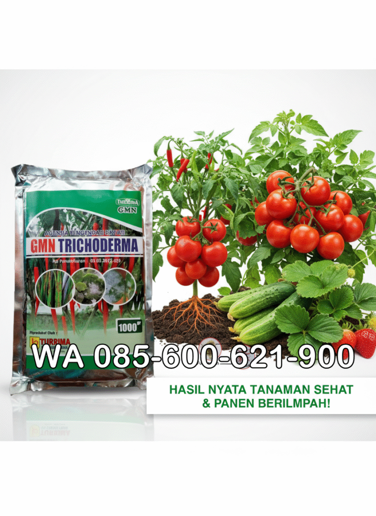 SUPER.085-600-621-900, Distributor trichoderma untuk antraknosa Kerinci, Agen trichoderma untuk anggur Jambi, Jual trichoderma untuk layu fusarium Muaro Jambi,