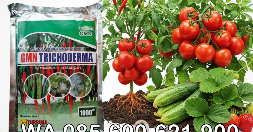 TERBATAS.085-600-621-900, Harga trichoderma untuk kompos Tebo, Distributor trichoderma untuk antraknosa Kerinci, Agen trichoderma untuk anggur Jambi,