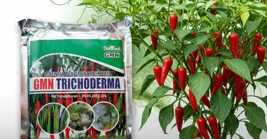 PROMO.085-600-621-900, Jual trichoderma untuk layu fusarium Muaro Jambi, Harga trichoderma untuk cabe Batanghari, Distributor trichoderma untuk bawang merah Tanjung Jabung Barat
