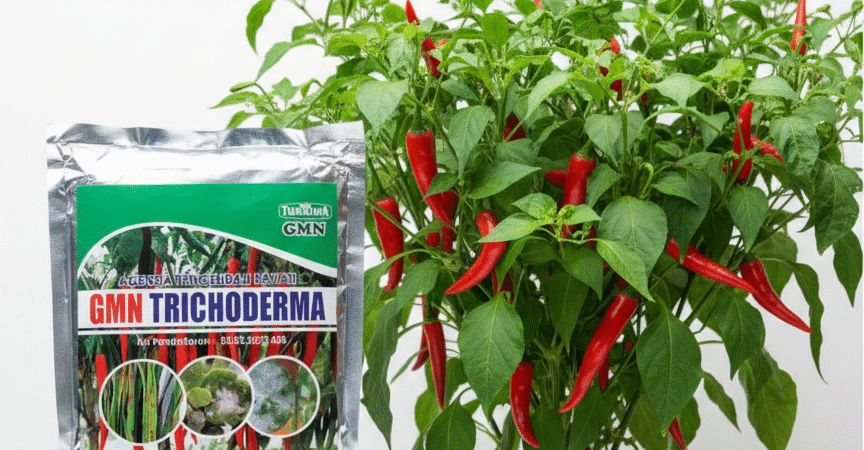 ORGANIK!!! TELP! 0813-2747-3262, PABRIK Trichoderma fusarium Pasuruan, JUAL Trichoderma GMN Jombang, AGEN Trichoderma hayati Lamongan