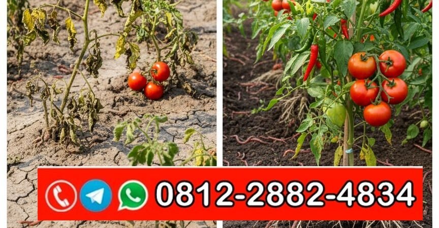 ORGANIK!!! TELP! 0812-2882-4834, PENYEDIA Pupuk cair buat padi Pinrang, PABRIK Pupuk cair cabe rawit Wajo, JUAL Pupuk cair floraone Maros