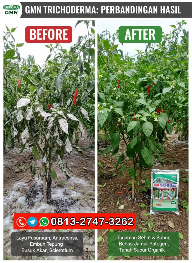 ASLI!!! TELP! 0813-2747-3262, PRODUSEN Pupuk hayati Trichoderma Cilacap, TOKO Pupuk organik Trichoderma Banyumas, SUPPLIER Pupuk Trichoderma bubuk Purbalingga