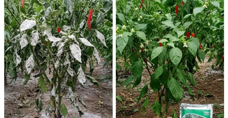 ASLI!!! TELP! 0813-2747-3262, PRODUSEN Pupuk hayati Trichoderma Cilacap, TOKO Pupuk organik Trichoderma Banyumas, SUPPLIER Pupuk Trichoderma bubuk Purbalingga