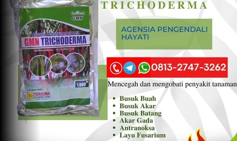 TERBAIK!!! TELP! 0813-2747-3262, SUPPLIER Pupuk Trichoderma untuk layu fusarium Bali, PENYEDIA Pupuk Trichoderma 1 kg Buleleng, PABRIK Pupuk trikoderma Denpasar