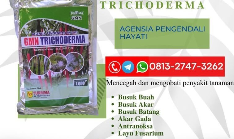 AMPUH!!! TELP! 0813-2747-3262, TOKO Pupuk hayati Trichoderma Klungkung, SUPPLIER Pupuk Trichoderma untuk layu fusarium Bali, PENYEDIA Pupuk Trichoderma 1 kg Buleleng