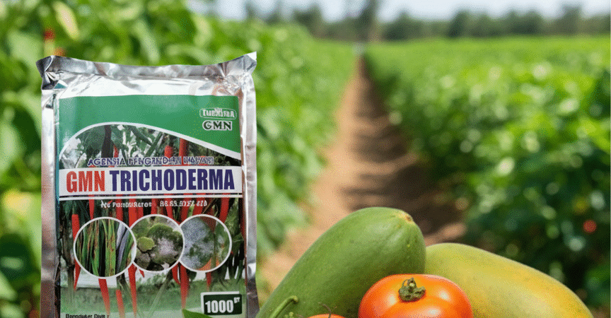 TERPERCAYA.085-600-621-900, Pusat trichoderma untuk hidroponik Barito selatan, Jual trichoderma untuk pepaya Barito utara, Harga trichoderma untuk kompos Murung Raya