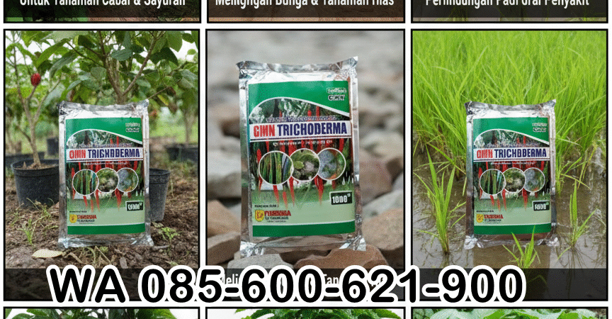 TERBAIK.085-600-621-900, Harga trichoderma untuk cabe Pulau Pisau, Distributor trichoderma untuk bawang merah Kotawaringin Timur, Agen trichoderma untuk padi Kotawaringin Barat