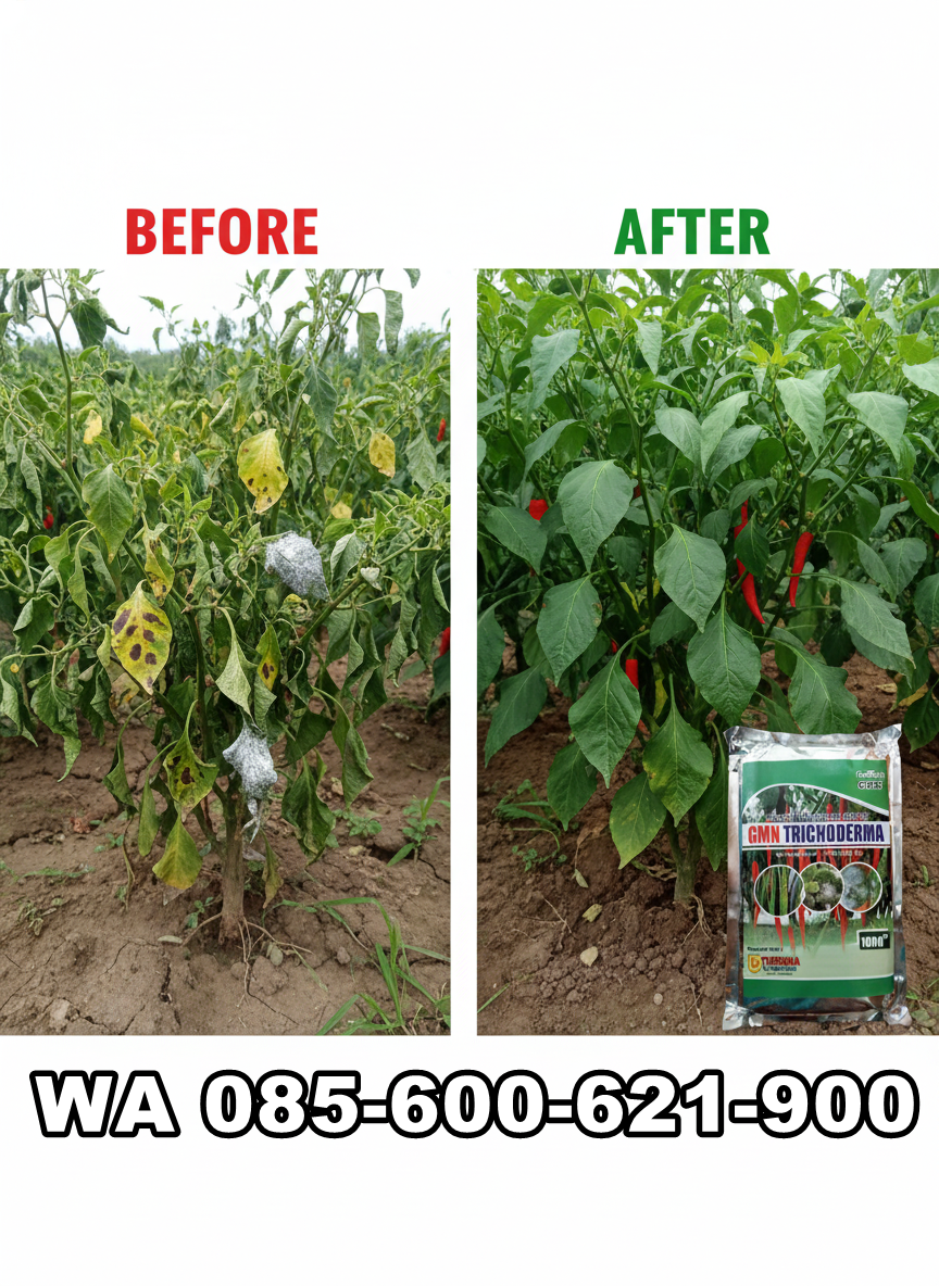 TERBATAS.085-600-621-900, Agen trichoderma untuk padi Blangpidie, Pabrik trichoderma untuk sawit Aceh Besar, Pusat trichoderma untuk hidroponik Kota Jantho