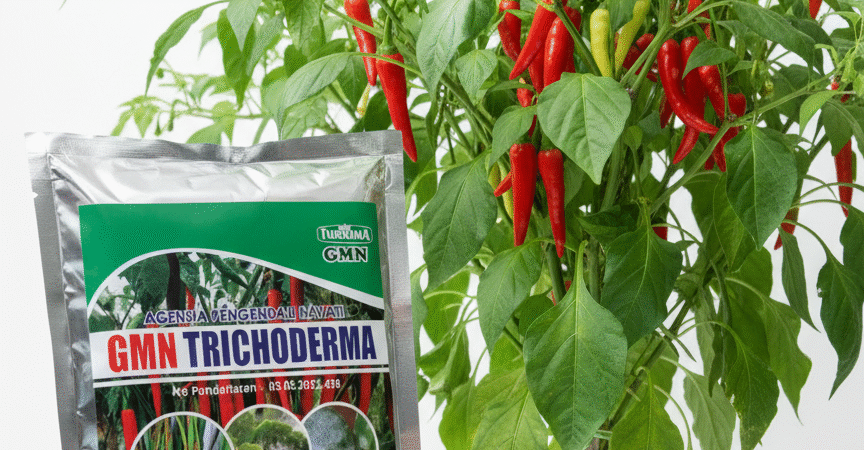 TERBATAS.085-600-621-900, Agen trichoderma untuk anggur Tapaktuan, Jual trichoderma untuk layu fusarium Aceh Barat,