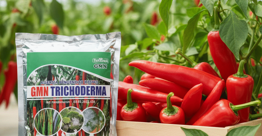 TERBUKTI.085-600-621-900, Jual trichoderma untuk pepaya Aceh Jaya, Harga trichoderma untuk kompos Calang, Distributor trichoderma untuk antraknosa Aceh Selatan