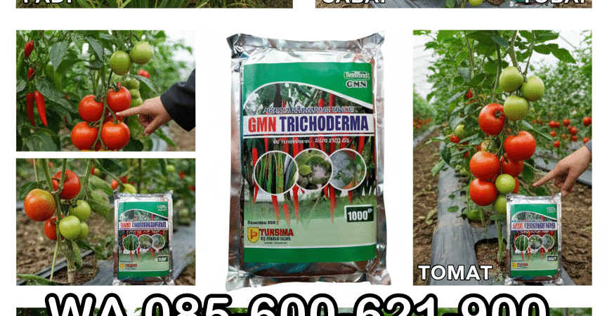 TERBATAS.085-600-621-900, Harga trichoderma untuk kompos Calang, Distributor trichoderma untuk antraknosa Aceh Selatan, Agen trichoderma untuk anggur Tapaktuan