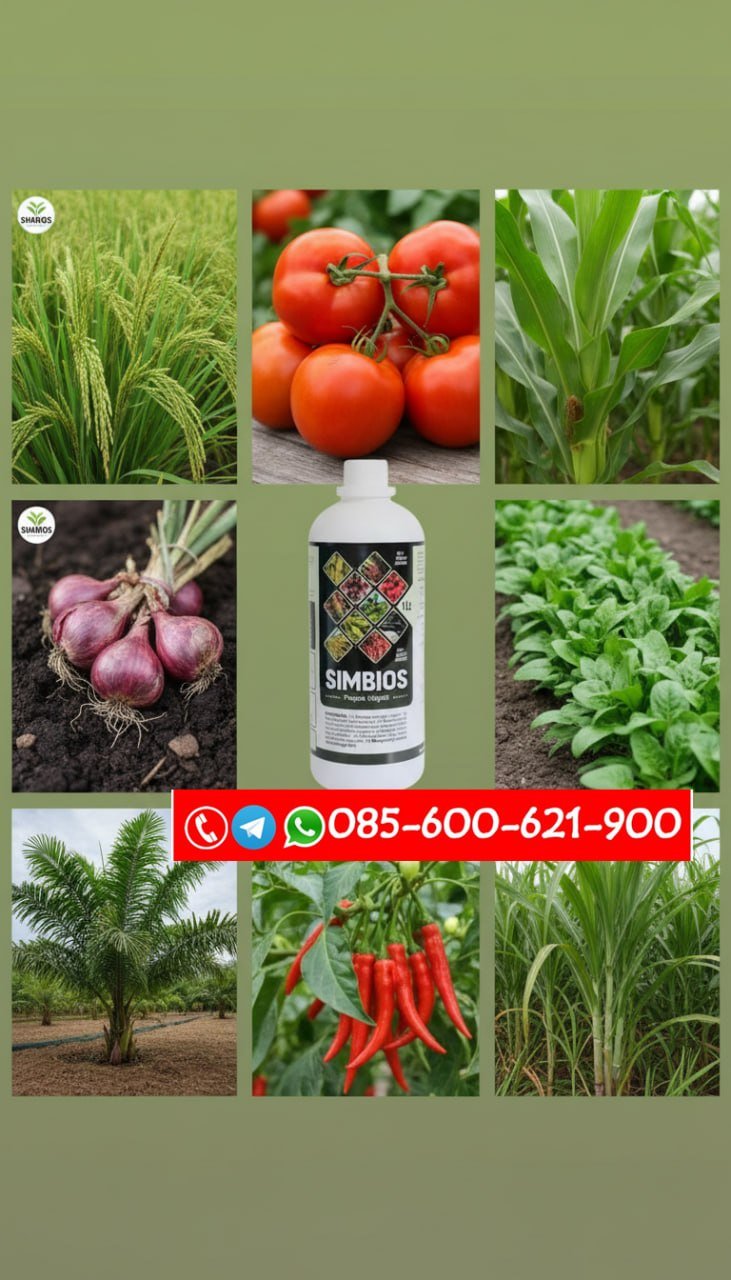 ALAMI!!! TELP! 0856-0062-1900, AGEN Pupuk Jagung NASA 29 anti karat Lampung Tengah, DISTRIBUTOR Pupuk Jagung JH 27 anti busuk batang Lampung Selatan