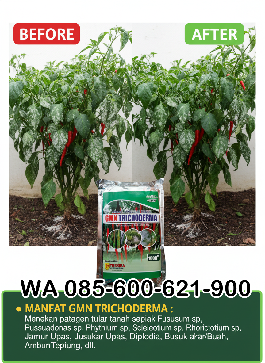 ALAMI!!! TELP! 0856-0062-1900, PRODUSEN Obat Padi inpari 32 hdb daun menguning Luwu, TOKO Obat Padi inpari 32 premium kerdil Maros