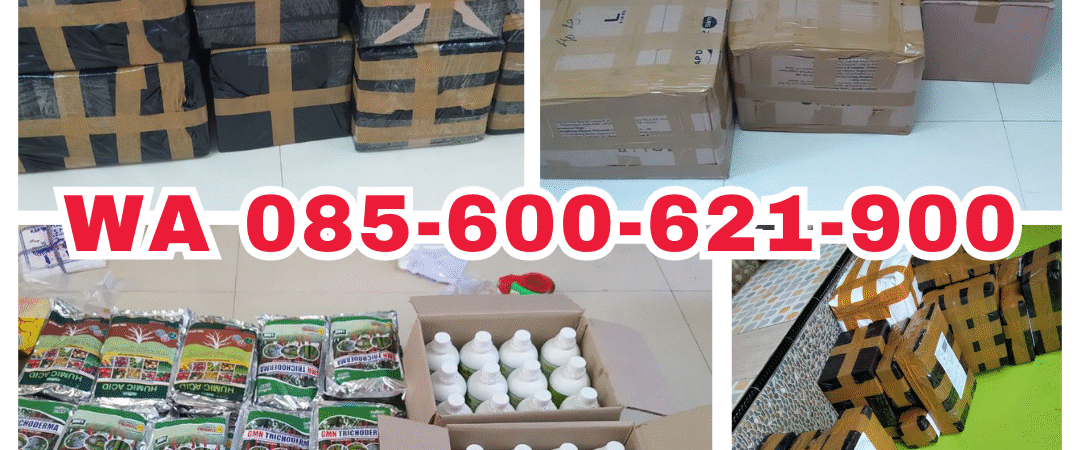 ORGANIK!!! TELP! 0856-0062-1900, DISTRIBUTOR Obat Padi inpari 32 promeo 1 Kg Sidrap, PRODUSEN Obat Padi inpari 32 hdb daun menguning Luwu