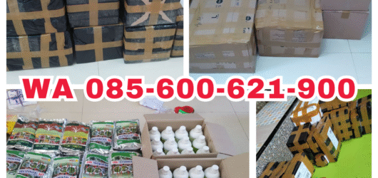 ORGANIK!!! TELP! 0856-0062-1900, DISTRIBUTOR Obat Padi inpari 32 promeo 1 Kg Sidrap, PRODUSEN Obat Padi inpari 32 hdb daun menguning Luwu