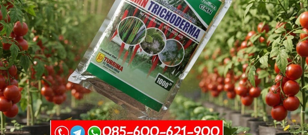 SEDANG PROMO!!! TELP! 0856-0062-1900, PRODUSEN Pupuk hayati Padi hibrida Manggarai Timur, TOKO Pupuk organik Padi hibrida f1 Belu