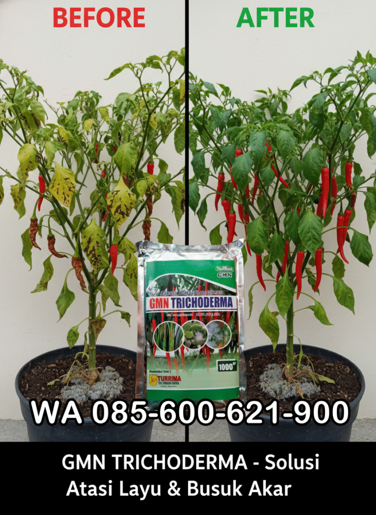 SEDANG PROMO!!! TELP! 0823-2292-4990, SUPPLIER Pupuk awal Tanam Padi bintang asia Bireuen, PENYEDIA Pupuk awal Tanam Padi bima sakti Pidie Jaya