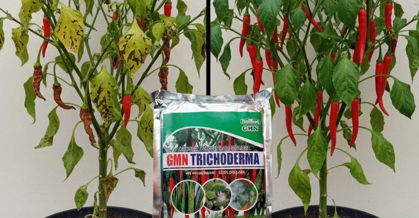 SEDANG PROMO!!! TELP! 0823-2292-4990, SUPPLIER Pupuk awal Tanam Padi bintang asia Bireuen, PENYEDIA Pupuk awal Tanam Padi bima sakti Pidie Jaya