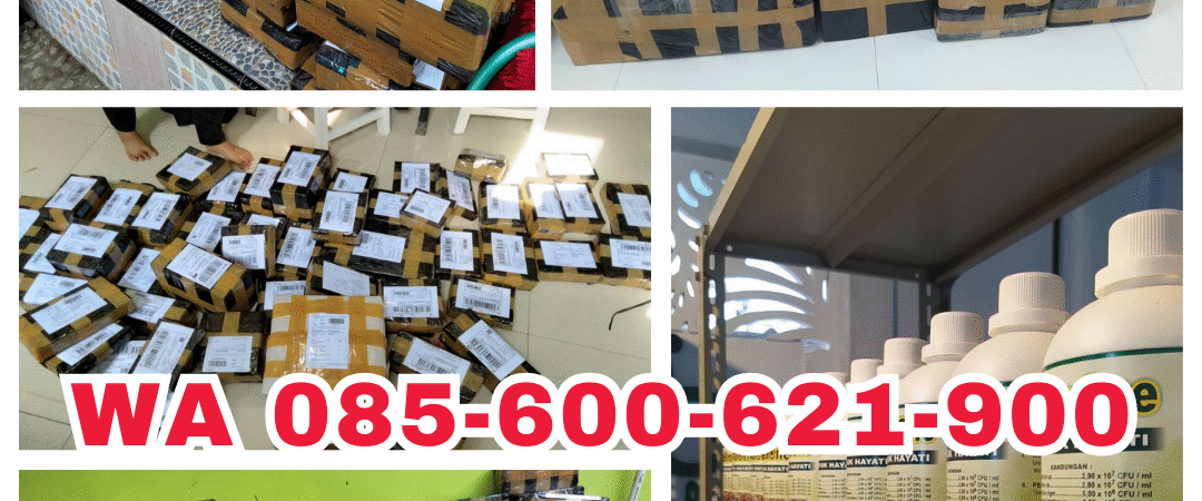 TERBUKTI!!! TELP! 0823-2292-4990, TOKO Pupuk awal Tanam Padi basmati Aceh Besar, SUPPLIER Pupuk awal Tanam Padi bintang asia Bireuen