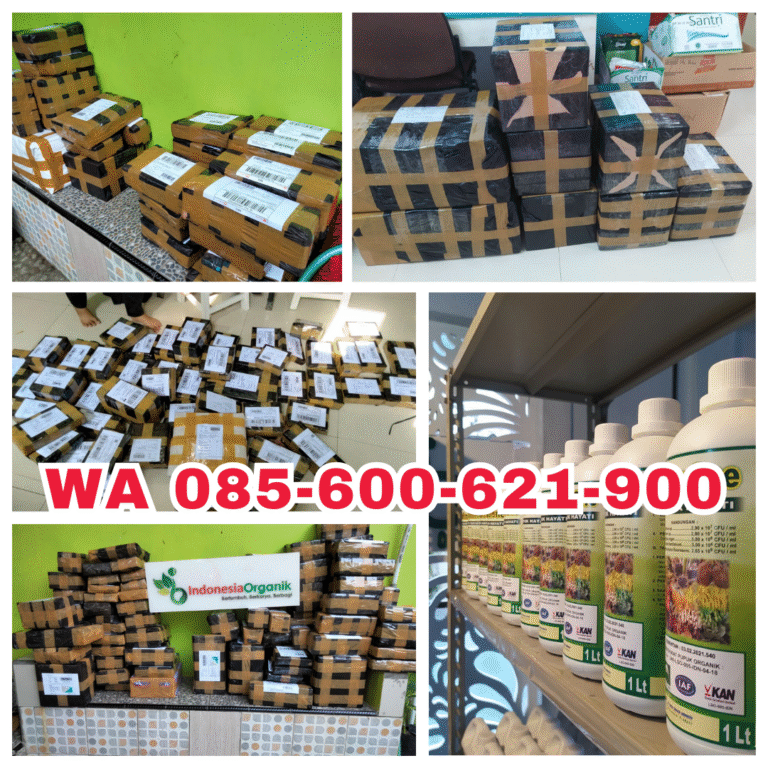 TERBUKTI!!! TELP! 0823-2292-4990, TOKO Pupuk awal Tanam Padi basmati Aceh Besar, SUPPLIER Pupuk awal Tanam Padi bintang asia Bireuen