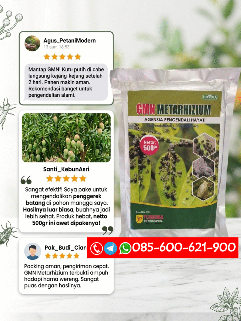 TERBPERCAYA.085-600-621-900, Harga obat hama wereng Labuhanbatu, Agen obat hama kutu putih Labuhanbatu Utara, Distributor obat hama kutu daun Labuhanbatu Selatan,