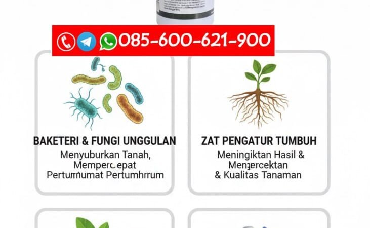 AMPUH!!! TELP! 0856-0062-1900, TOKO Obat Jagung Pioneer P32 daun kuning Lampung Selatan, SUPPLIER Obat Jagung Pioneer P35 bulai Lampung Utara