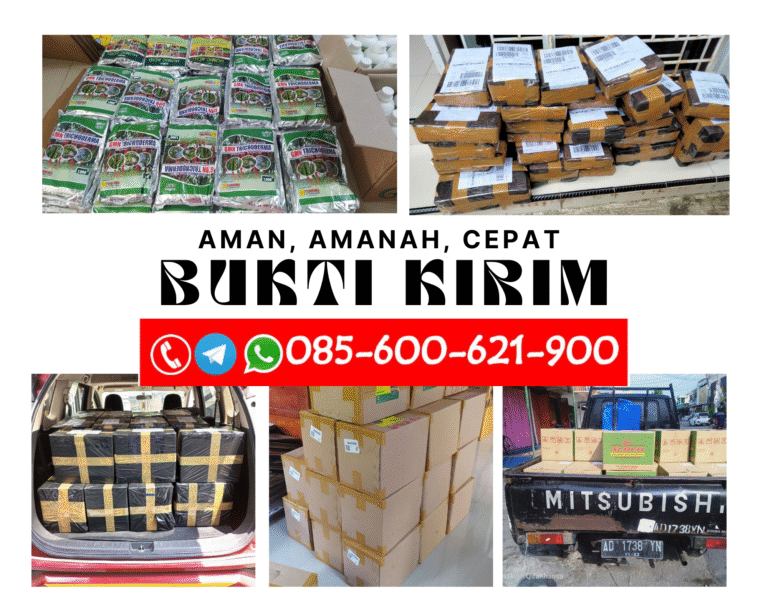 ALAMI!!! TELP! 0823-2292-4990, TOKO Pupuk Jagung mutiara alami Sijunjung, SUPPLIER Pupuk Jagung manis berbobot Dharmasraya